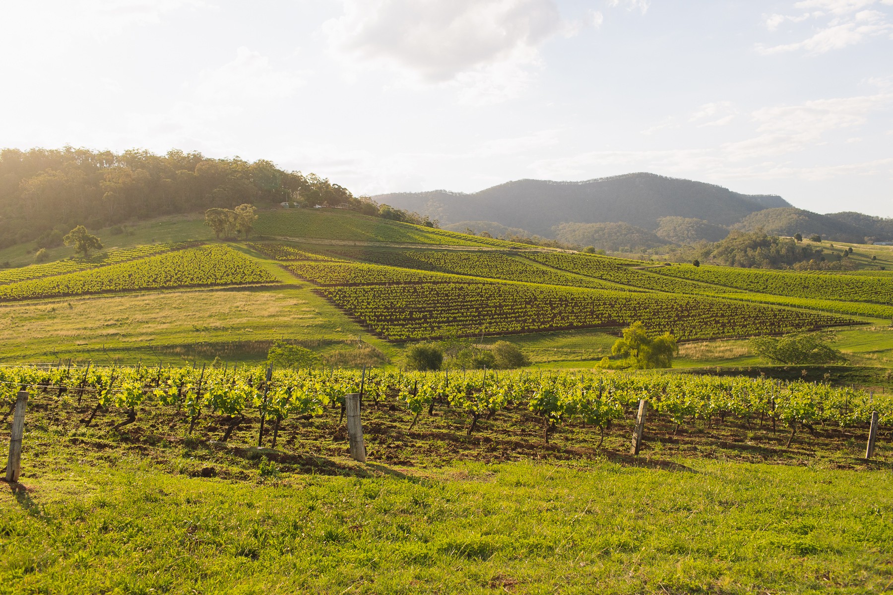 Tyrrell's Vineyards - The Old Patch