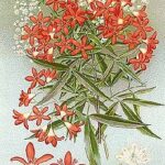 Australian Christmas bush